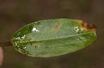 Threadleaf arrowhead